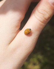Harmonia axyridis