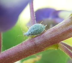 Macrosiphum albifrons