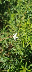 Jasminum glaucum