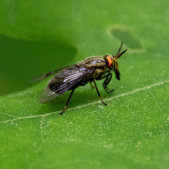 Chrysops niger