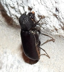 Apatides fortis