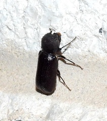 Apatides fortis
