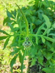 Cephalaria litvinovii