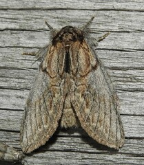 Peridea basitriens