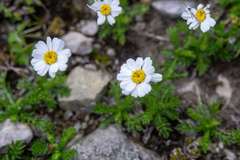 Anthemis cretica carpatica