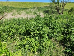 Cephalaria litvinovii