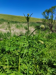 Cephalaria litvinovii
