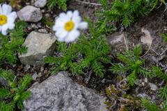 Anthemis cretica carpatica