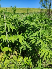Cephalaria litvinovii