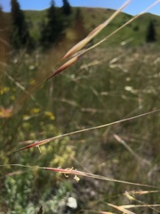Hesperostipa comata
