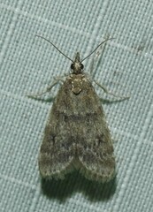 Scoparia penumbralis