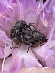 Cleopomiarus graminis