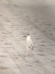Nycticorax nycticorax