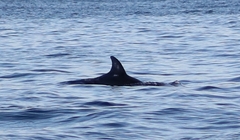 Stenella attenuata