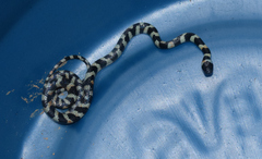 Oxyrhopus clathratus