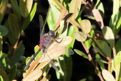 Leucorrhinia glacialis