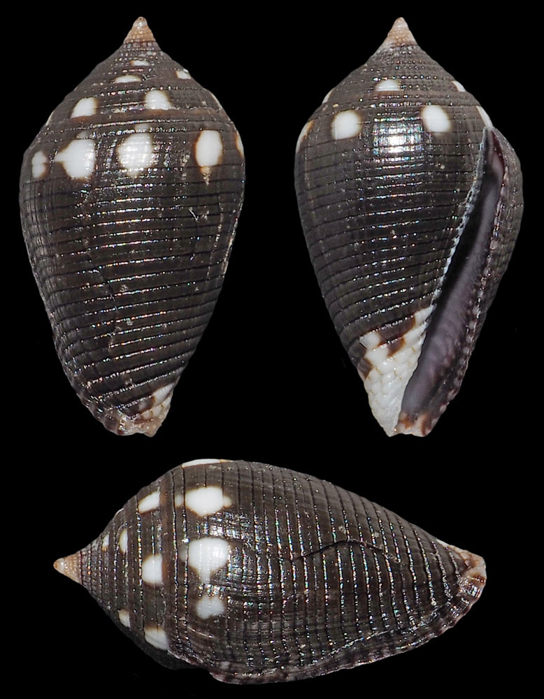 Lovellona atramentosa