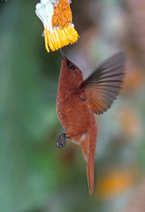 Sephanoides fernandensis