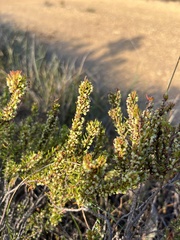 Erica coarctata