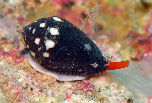 Lovellona atramentosa observed 2014-09-14