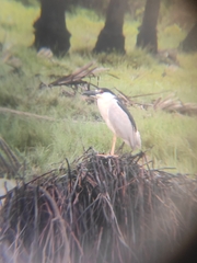 Nycticorax nycticorax