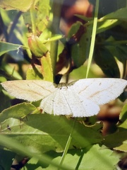 Petrophora subaequaria