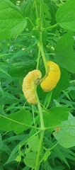 Puccinia urticata