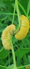 Puccinia urticata