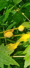Puccinia urticata