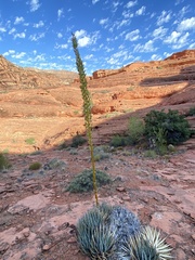 Agave utahensis