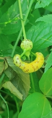 Puccinia urticata