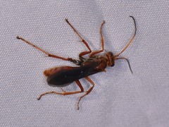 Priocnessus nuperus