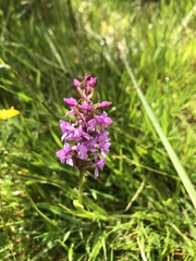 Gymnadenia borealis