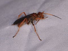Priocnessus nuperus