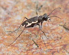 Neocicindela tuberculata