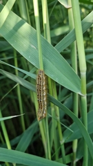 Euthrix potatoria