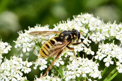 Temnostoma vespiforme