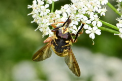 Temnostoma vespiforme