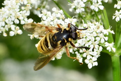 Temnostoma vespiforme