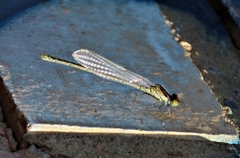 Erythromma viridulum