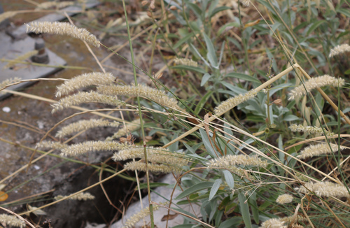 mednička brvitá (Melica ciliata)