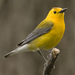 Prothonotary Warbler - Photo (c) Laura Gooch, some rights reserved (CC BY-NC-SA)