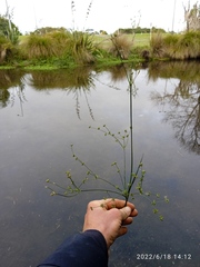 Juncus microcephalus