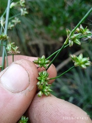 Juncus microcephalus