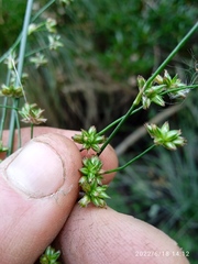 Juncus microcephalus