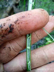 Juncus microcephalus