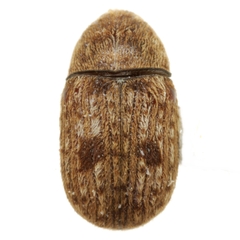 Trigonorhinus alternatus