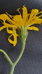 Hieracium bifidum