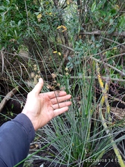 Juncus microcephalus