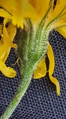 Hieracium bifidum